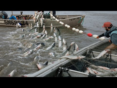 Awesome Net Catching Salmon on The River - Fishermen Net Fishing Salmon Caught Hundreds Tons