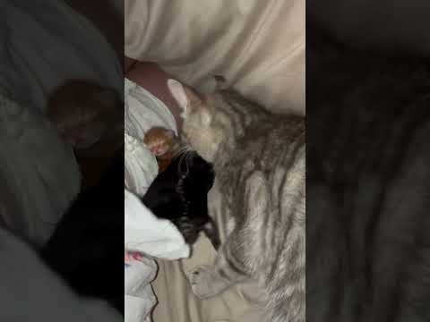 Cat Introduces New Born Kittens to Pet Parent