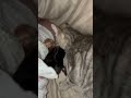 Cat Introduces New Born Kittens to Pet Parent