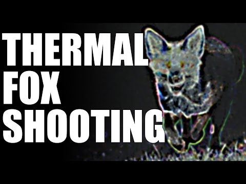 Fieldsports Britain – Thermal fox shooting Fieldsports Britain – Thermal fox shooting