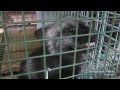 Horrific Fur Farm Footage from Animal Protection.