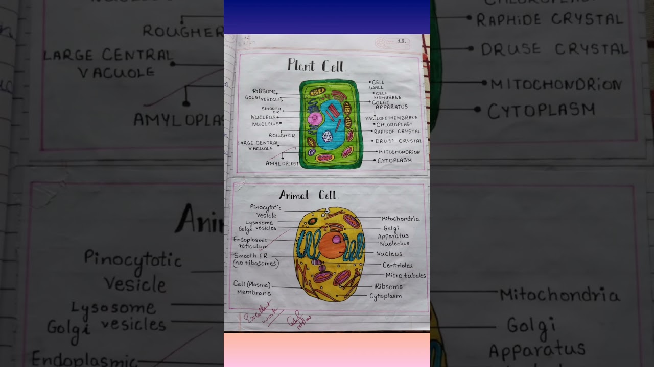 Animal cell And Plant cell easy diagram #class9 #biology #cbseboard #cbse2023 #science