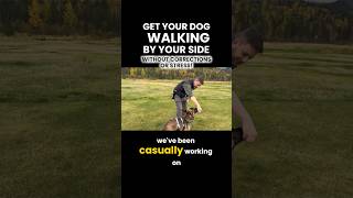Get your dog walking by your side WITHOUT corrections or stress! #dogwalking #dogtraining