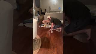 Video preview image #1 Golden Retriever-Unknown Mix Puppy For Sale in Fort Worth, TX, USA