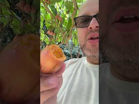 Tomate Japonês em Contenda #paraná #tomato #tomate #vidarural #rurallife