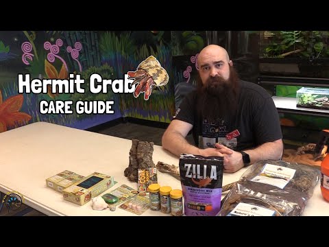 How to Take Care of a Pet Hermit Crab! 🦀 - A TDI Care Guide!