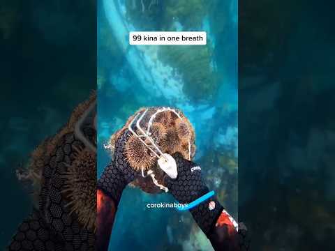 one of my best dives to date #asmr #kina #pestcontrol