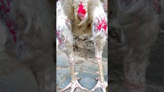 Download lagu Which sixe iis this #youtubeshorts #ayam #viralvideo #rooster #shorts #aseelmurga #animals #chicken mp3