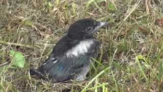 preview picture of video 'Baby Magpie Bird. La Croix Tasset, Côtes d'Armor, Brittany, France Monday, 29th May 2014'