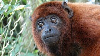 An orphan red howler monkey’s story