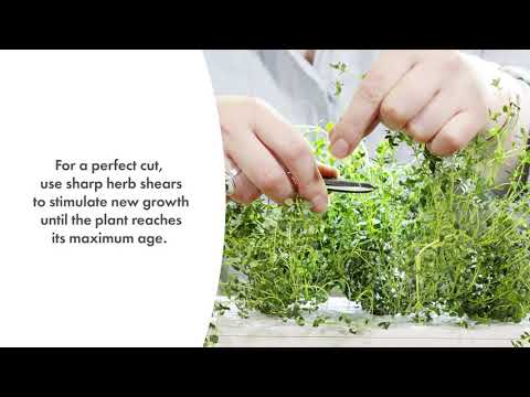Click &amp; Grow sėklos išmaniajam vazonui - Žolelės mėsai, 9vnt. video
