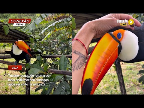 Vídeo: Tucano resgatado retorna ao local onde recebeu cuidados após ser solto na natureza.