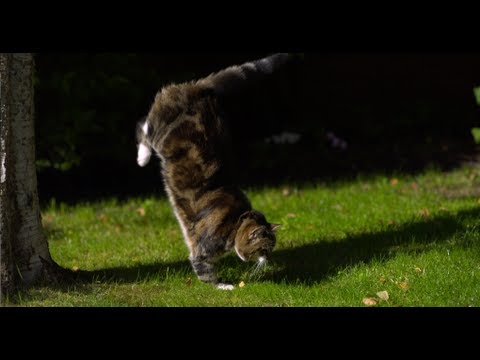 Cat Jumping in Slow Motion - The Slow Mo Guys