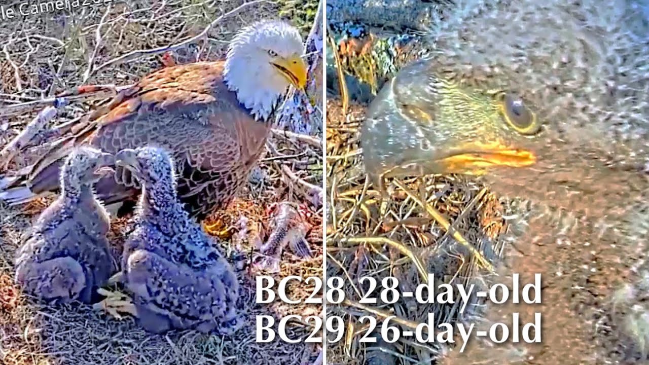 #173🦅BC28🐥28° & BC29🐥26°／Bluff City Bald Eagle Nest 2026／Frances💗Franklin ／ETSU/BTES Eagle Cameras