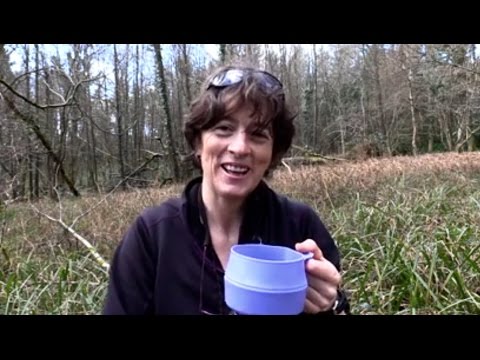 TAPPING A BIRCH TREE FOR  BIRCH SAP AND CELEBRATING SPRING