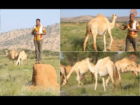 BARNAAMIJ : Habka  Cusub ee  Geel Dhaqashada.