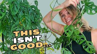 I Let My Monstera Grow WILD ... And Now I Regret It