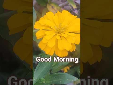 Good Morning #youtubeviral #cute #goodmorning #flowerlover #flowers #songlover #viralshort #love