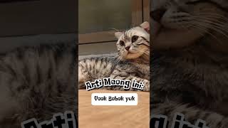 Download lagu Gunakan suara ini untuk mengajak kucingmu tidur #suarakucing #catlover #kucing mp3 Download lagu Gunakan suara ini untuk mengajak kucingmu tidur #suarakucing #catlover #kucing mp3