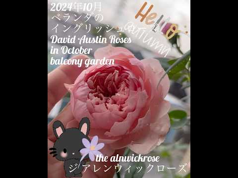 晴れた日が戻ってくるようにバルコニーとテラスをアレンジしましょう  庭園