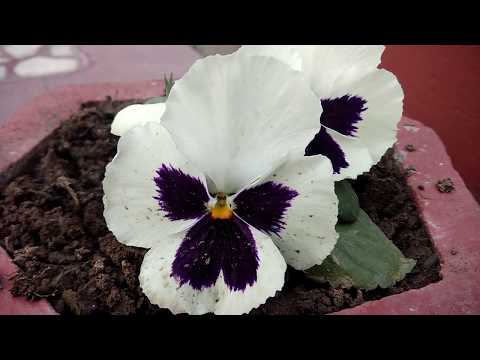 21 beautiful Pansey flower grow and care tips, video by- Gurjit Singh s.2018
