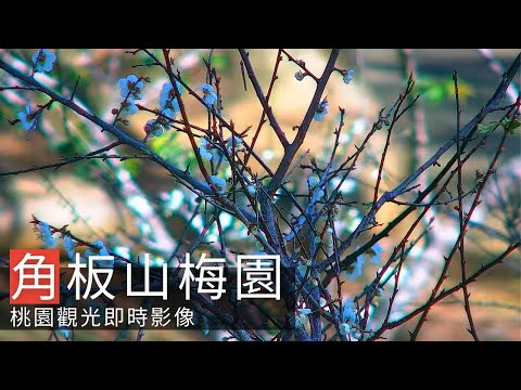 角板山梅園即時影像