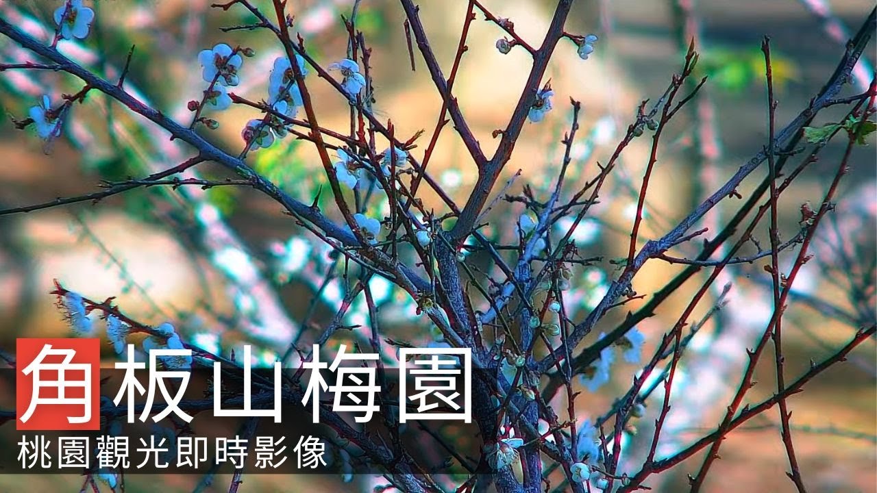 角板山梅園