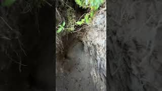Download lagu Video of hare dugout #animals #hares #rabbit #wildlife #scotland mp3