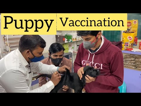Labrador retriever puppy First Vaccination | Flash Vaccination |  Labrador Puppy first Vet visit
