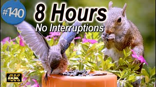 TV for Cats 😻8 Hours of Song Birds 🐦 and Squirrels 🐿Uninterrupted Cat TV Flowers & No Ads