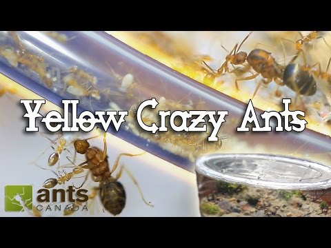 Ant War or Supercolony: New Yellow Crazy Ants