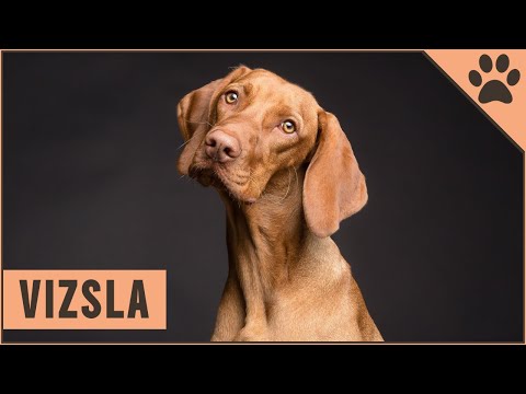 Viszla Dog Breed - Vizsla What To Know