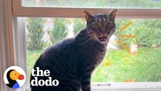 House Cat Spots Two Stray Kittens In His Backyard, And Then… | The Dodo by The Dodo