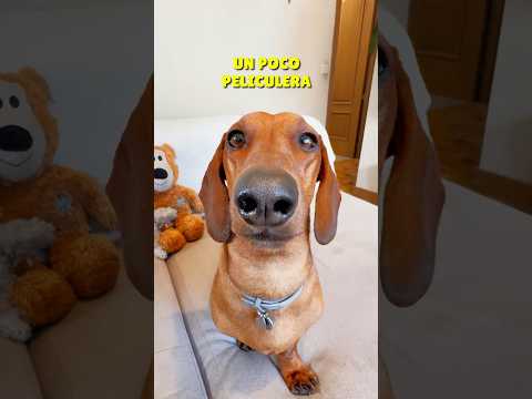 A little bit like a movie! 😂 #dachshund #shorts #reels #viral #doglover #dachshund #dog #dogs