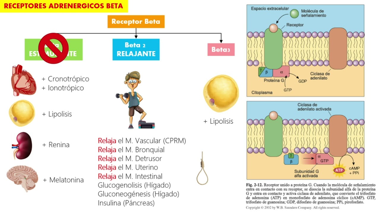 BETABLOQUEADORES – SOCEMUNS