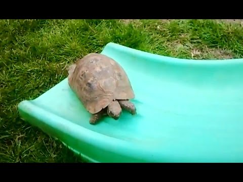 Turtles and Tortoises on Slides