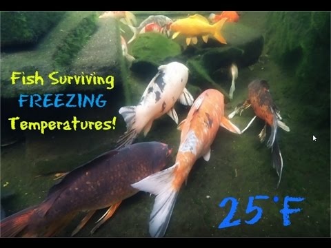 Fish Surviving Freezing Waters