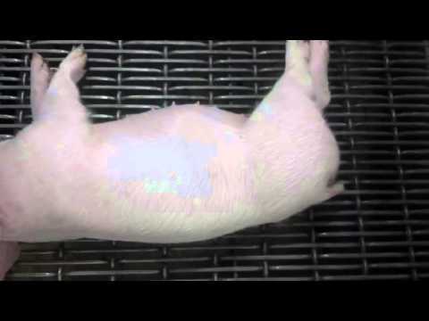 Sleep like pigs - Dmitry kop