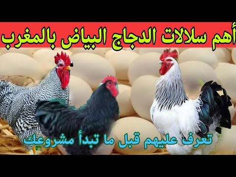 , title : 'أهم سلالات الدجاج البياض بالمغرب تعرف عليها قبل ما تبدأ مشروعك'