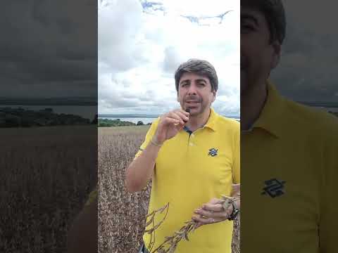 Equipes adentram São Paulo: Lavouras em Miguelópolis em estágios avançados de desenvolvimento