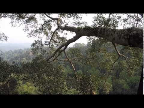 gibbon calls in the morn