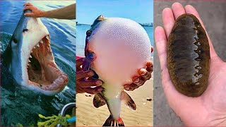 Catching Seafood 🦀🐙 ASMR Relaxing (Catch Shark , Catch Fish ,Deep Sea Monster ) - Tik Tok #389