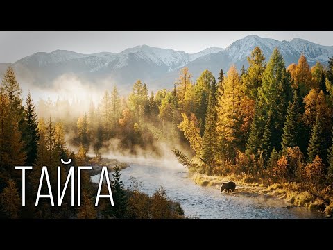 Taiga: The Harsh Northern Kingdom | Interesting Facts About Taiga