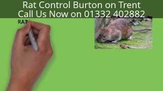 preview picture of video 'Rat Control Burton on Trent - Call 01332 402882'