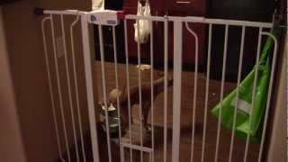 Apollo's Great Escape - One Very Bad Dog