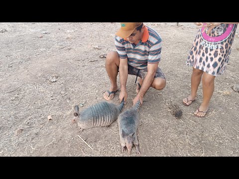 VEJA QUEM VEIO VISITAR O NOSSO GALINHEIRO 2 TATUS 