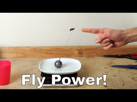 How Much Weight Can a Fly Actually Lift? Experiment—I Lassoed a Fly! Video