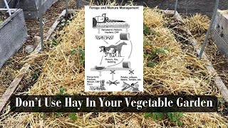 Don’t Use Hay In Your Vegetable Garden