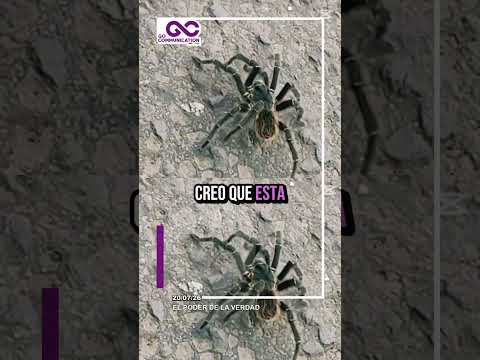 HALLAN UNA TARÁNTULA DE GRAN TAMAÑO EN LA CARRETERA A ENTRE RIOS - #tarija #tarantula