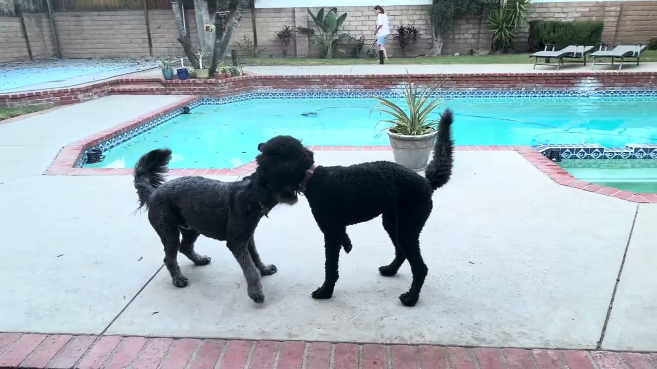 Enlarge GiGi, a Adopted mixed breed in Los Angeles , CA video 2/6